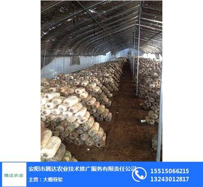 洛陽(yáng)養(yǎng)殖大棚,騰達(dá)農(nóng)業(yè),養(yǎng)殖大棚建設(shè)廠家